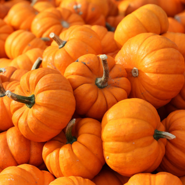 pile of orange pumpkins