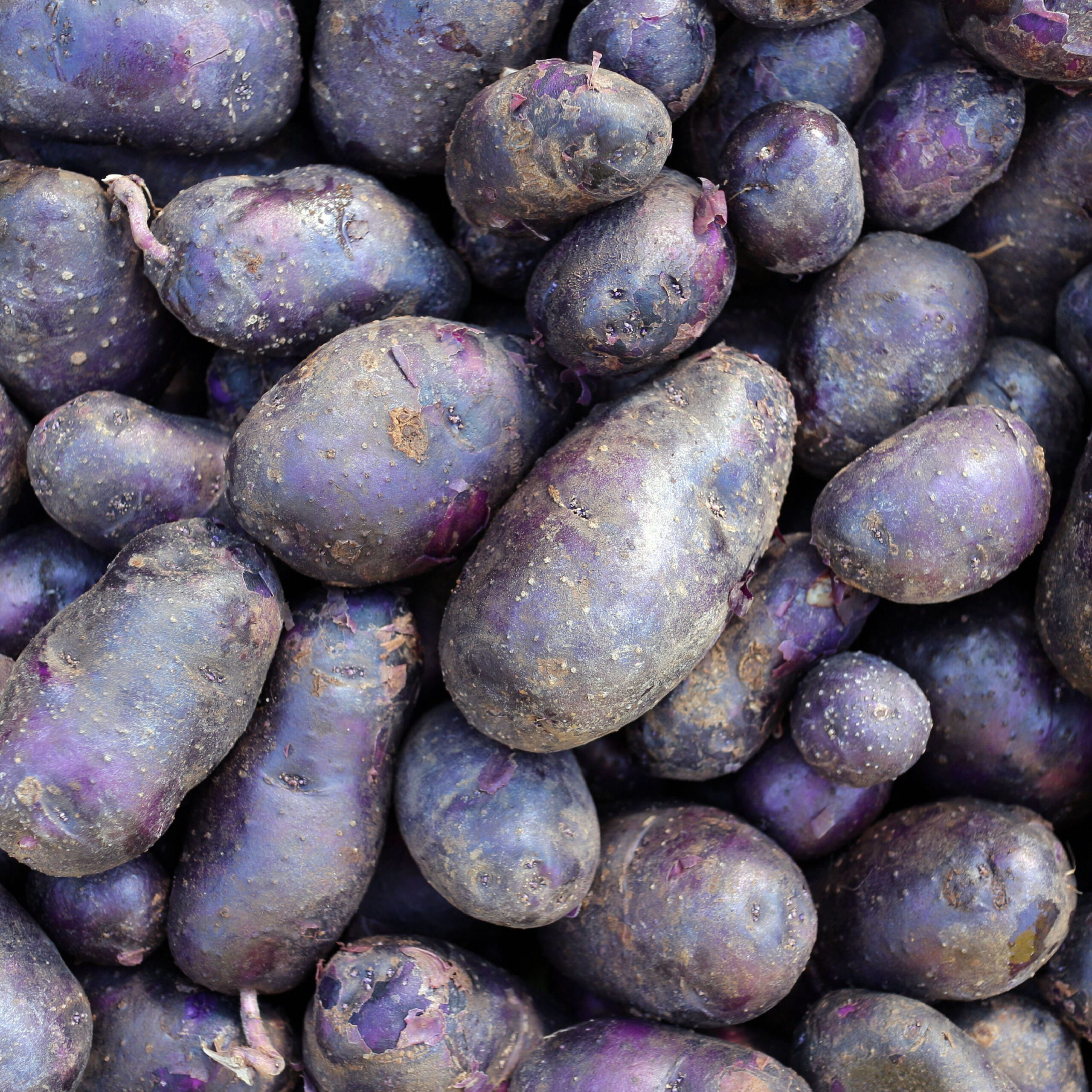 purple potatoes