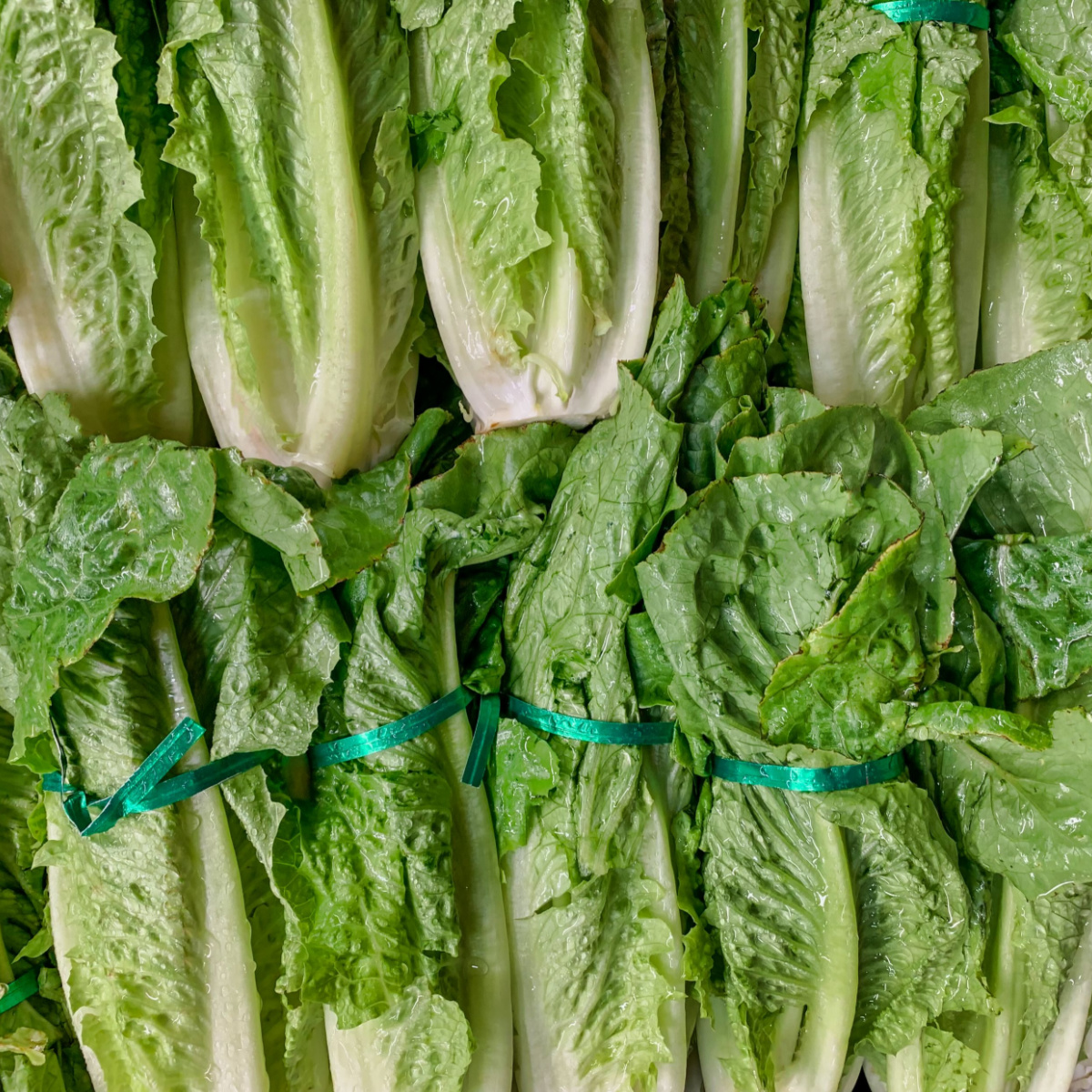 close-up photo of lettuce romaine wrapped grocery store