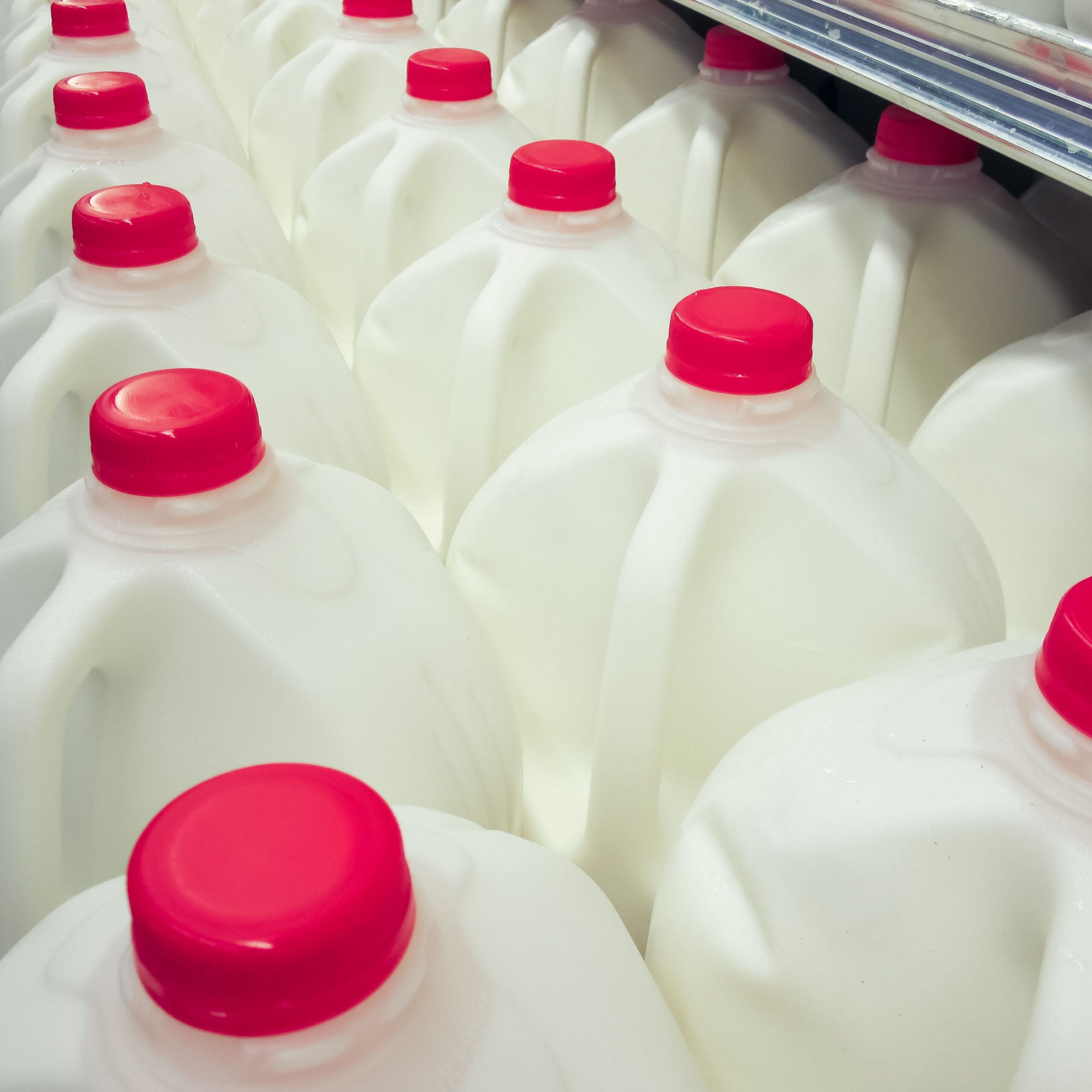jugs of whole milk in store
