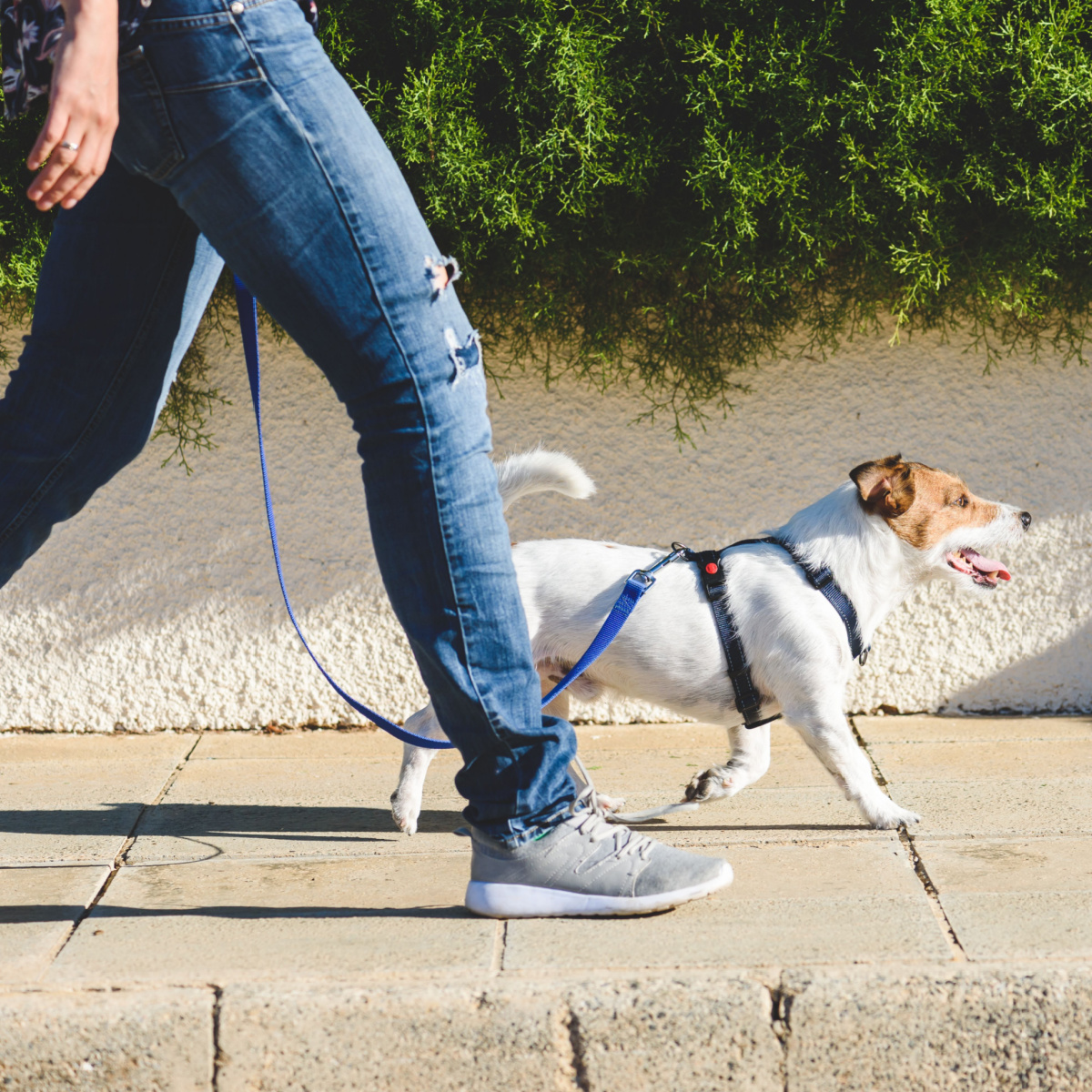 woman walking her dog