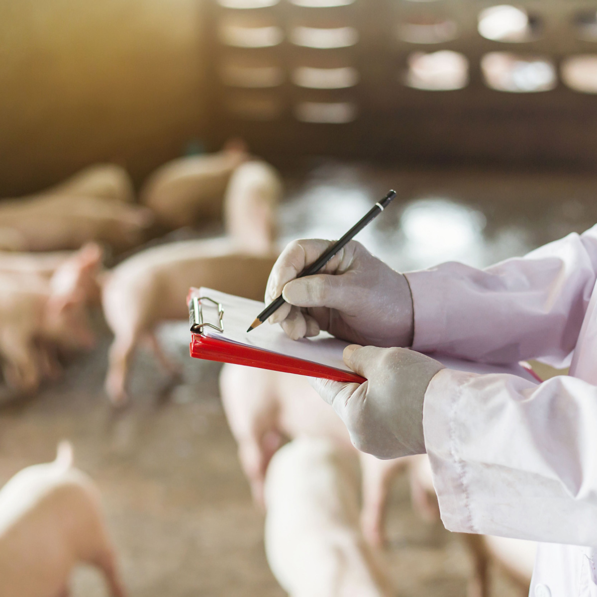 pigs in a crowded farm with vet