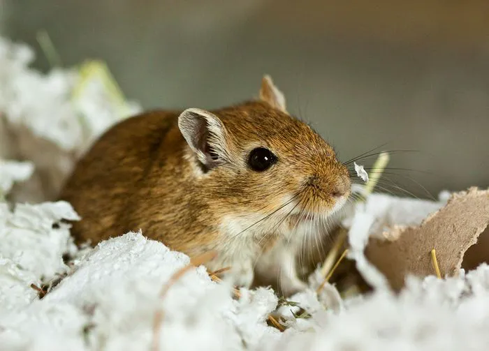 pet gerbil