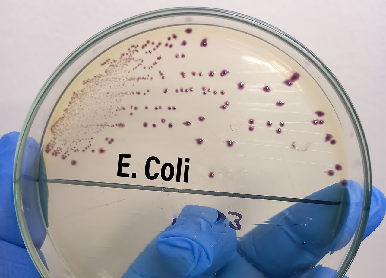 e coli