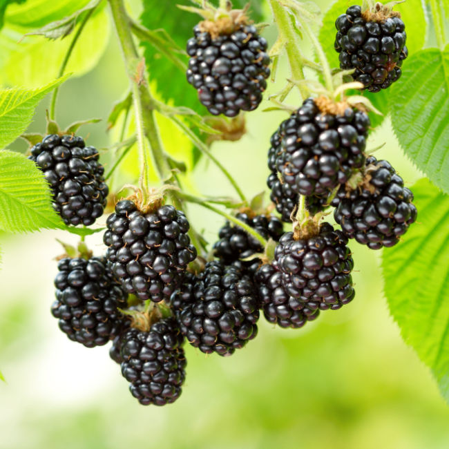blackberries on bush