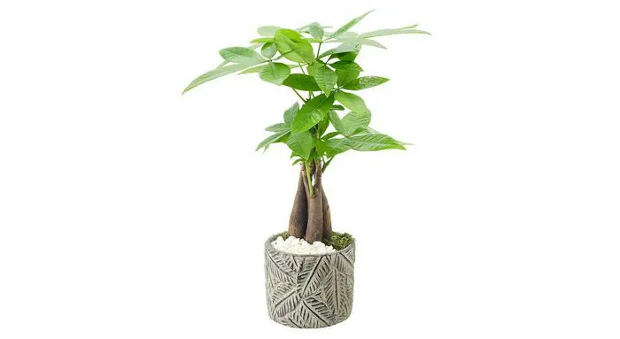 bonsai tree