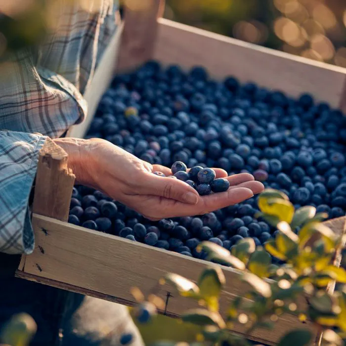 blueberries