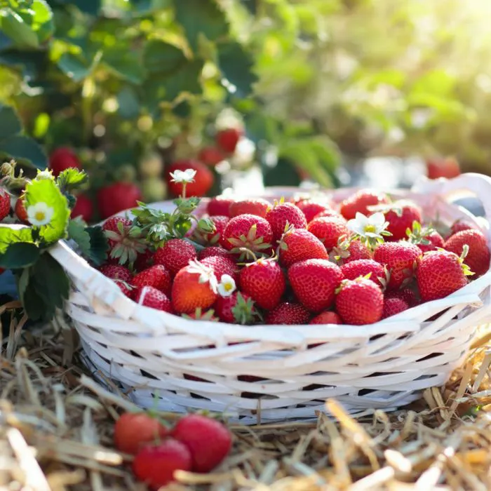 basket of strawberries