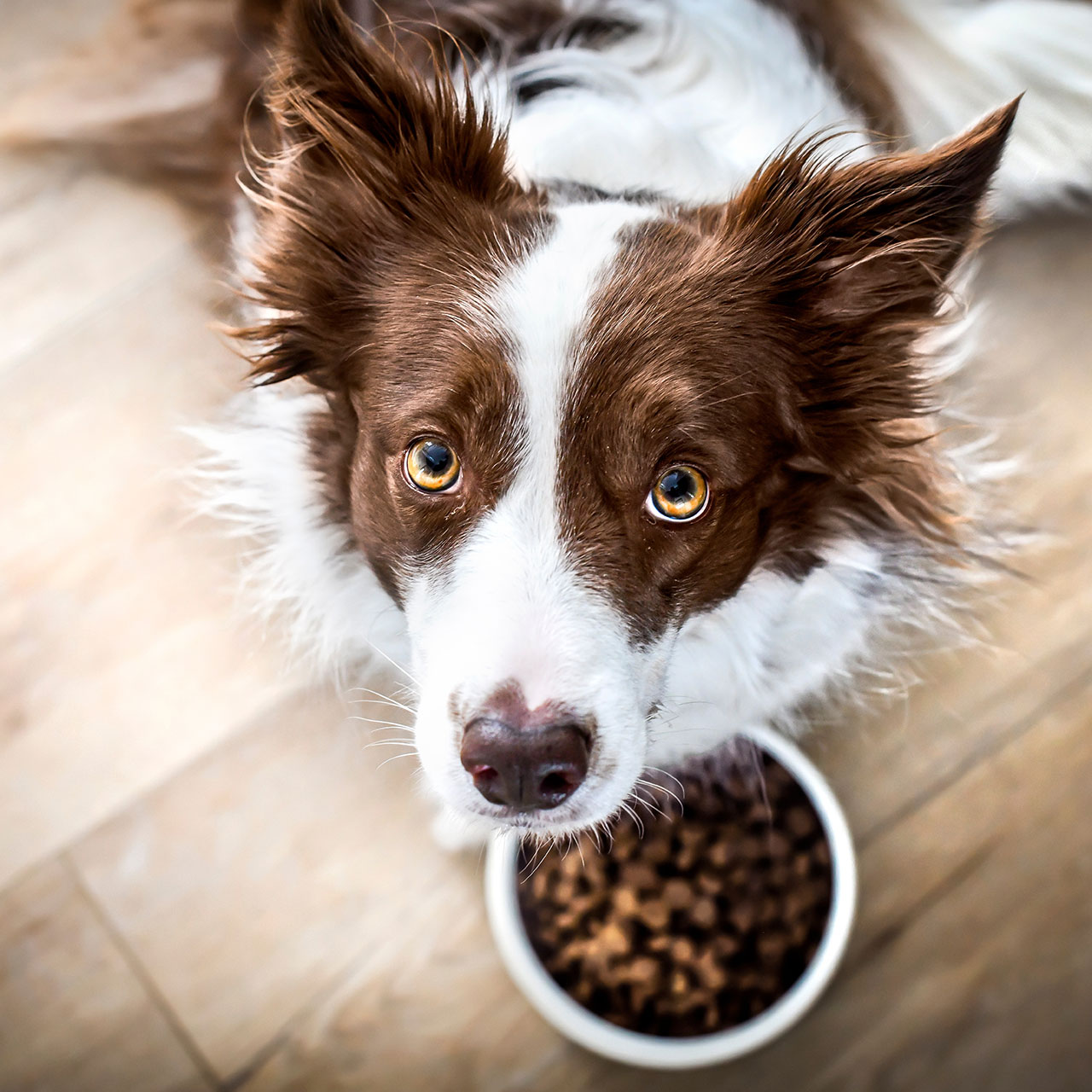 Dog Food Is Being Recalled In 19 States Due To Possible Salmonella
