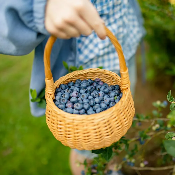 basket of blueberries