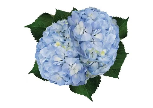 Image from SHEfinds
