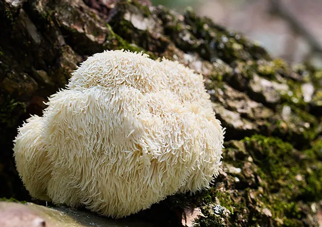 Lion's mane mushrooms growing on a tree trunk.