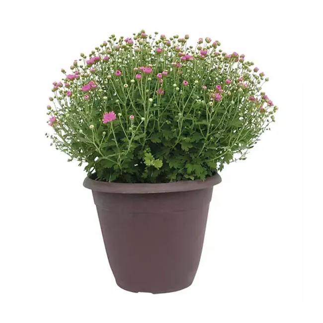 "Aldi Garden Mums in Various Colors"