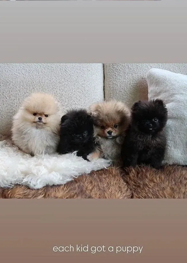 Kim Kardashian gifts each child a puppy for special occasion.