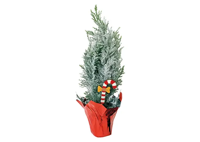 Image from SHEfinds