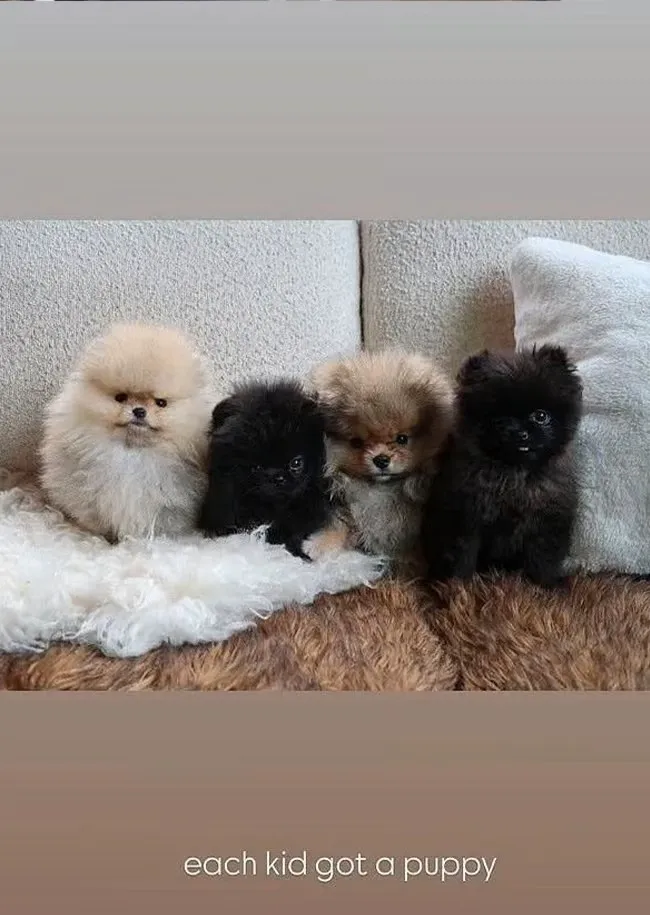 Kim Kardashian Instagram Story each kid got a puppy