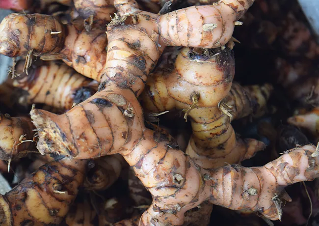Raw natural galangal used as cooking spice.