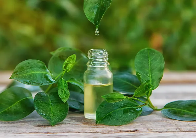 tea-tree-oil