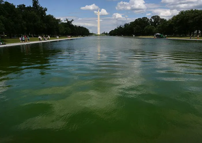 Donald Trump reflecting pool turns green