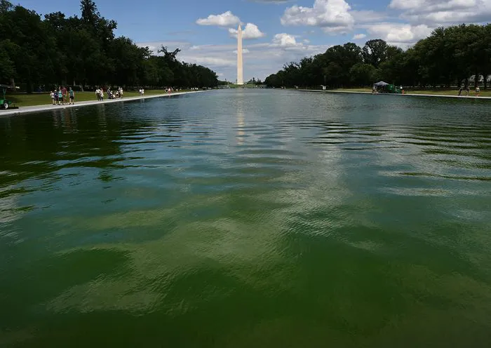 green reflecting pool