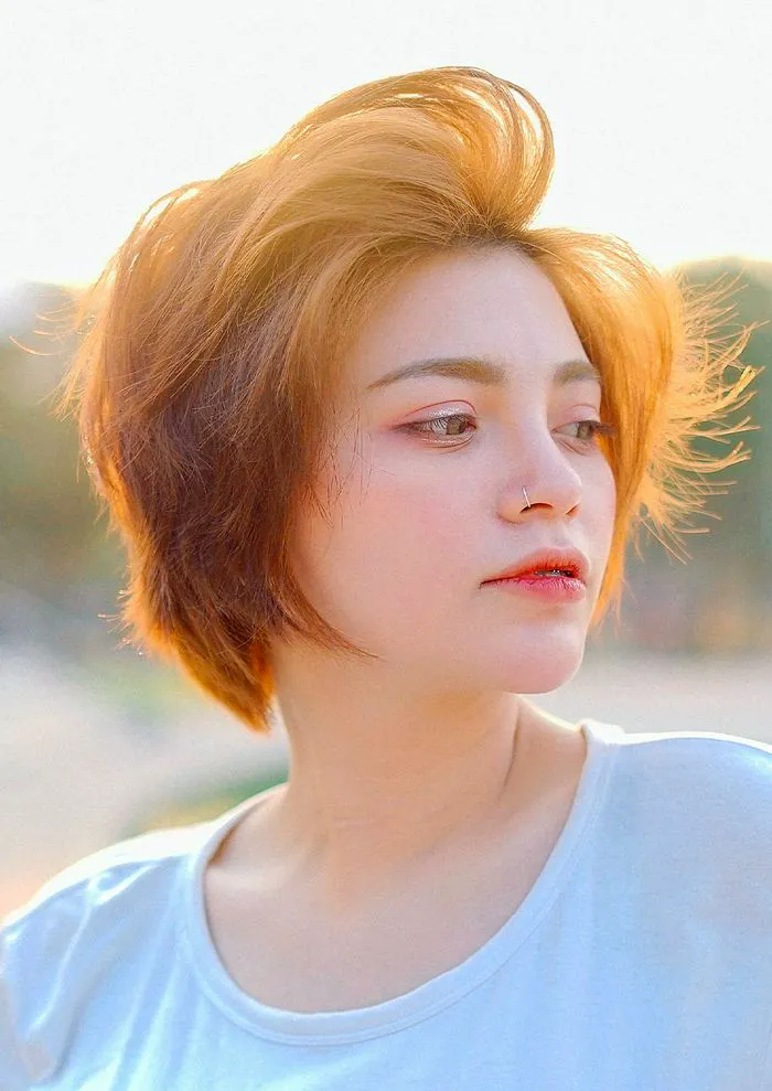 pixie-bob