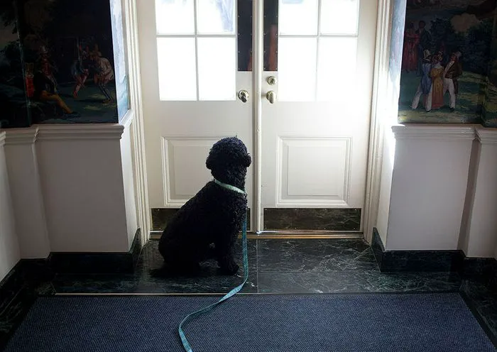 "Sunny Obama at the White House"